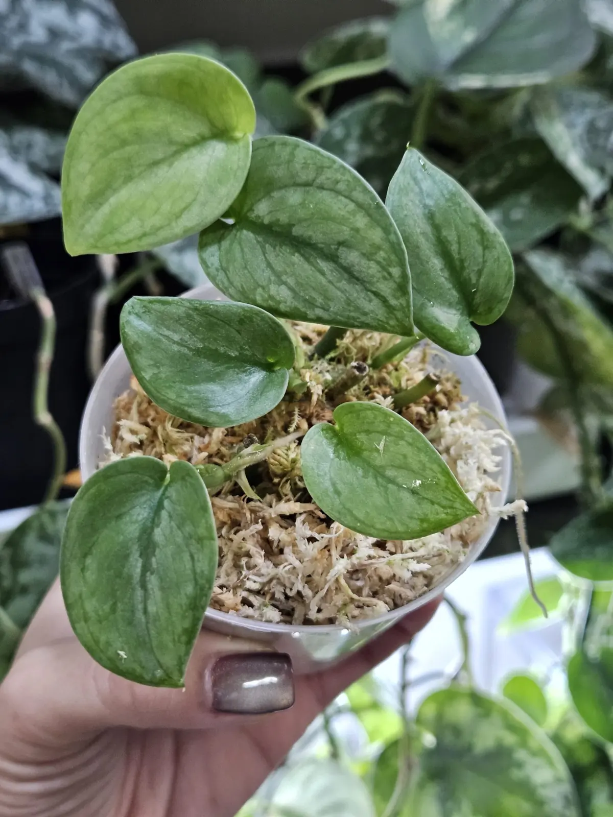 スキンダプサス　タトゥー