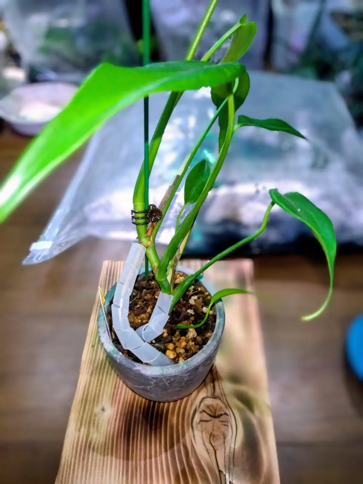 モンステラ　バールマルクスフレーム　パルテノン？