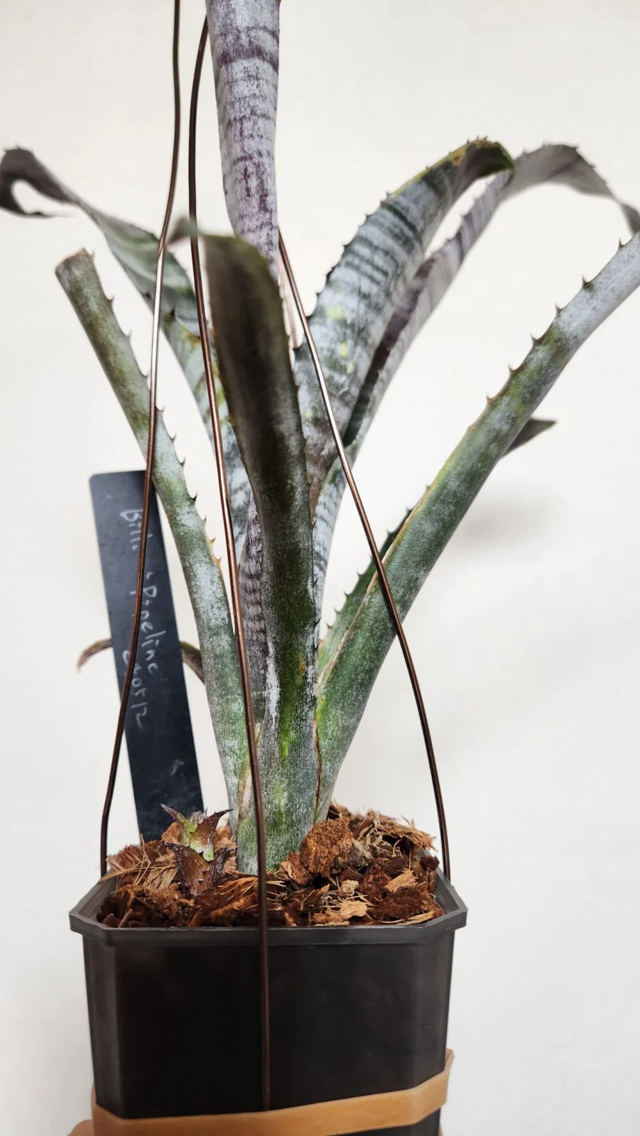 ビルベルギア　パイプライン直売所