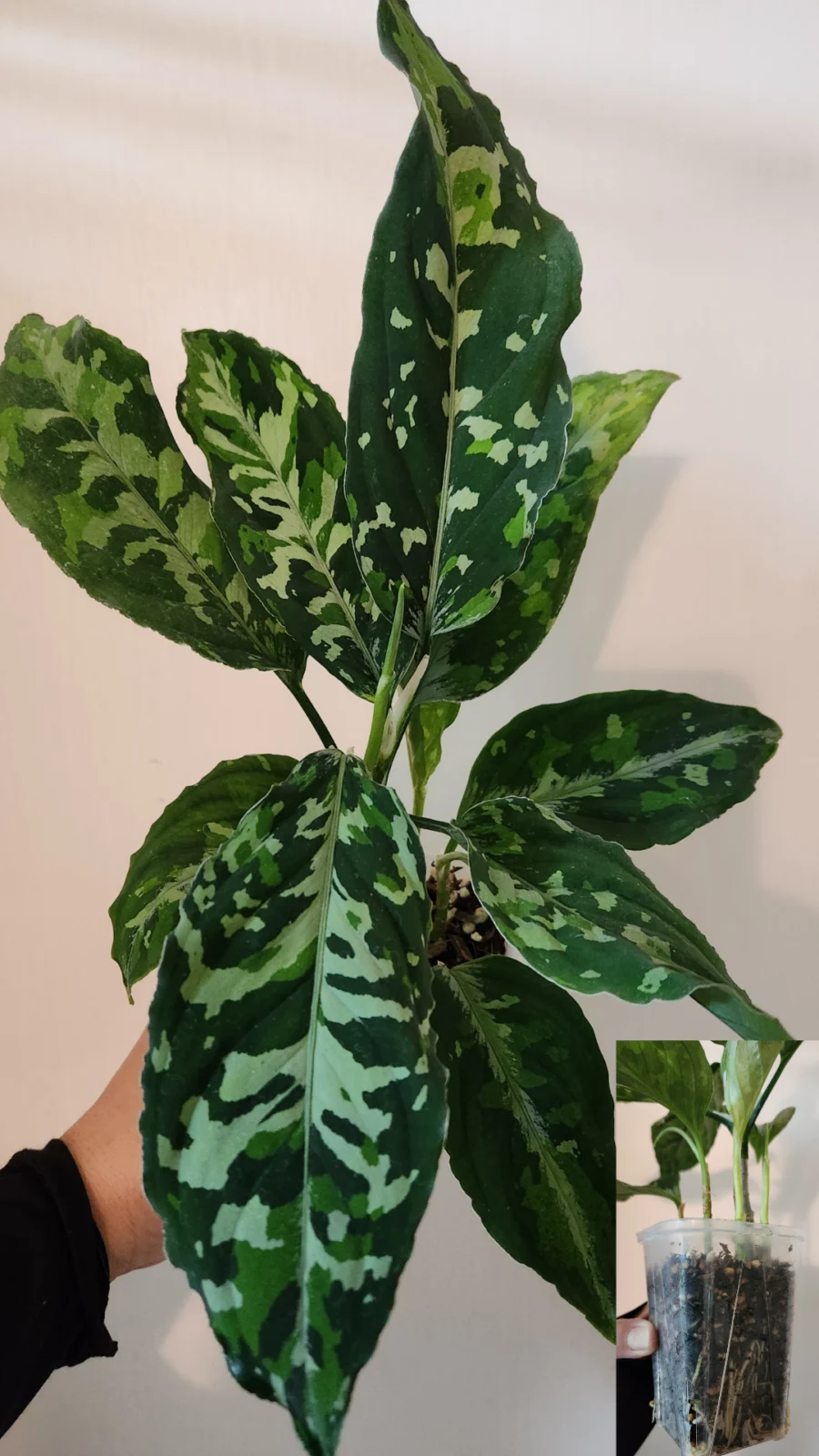 アグラオネマ　ピクタムトリカラー