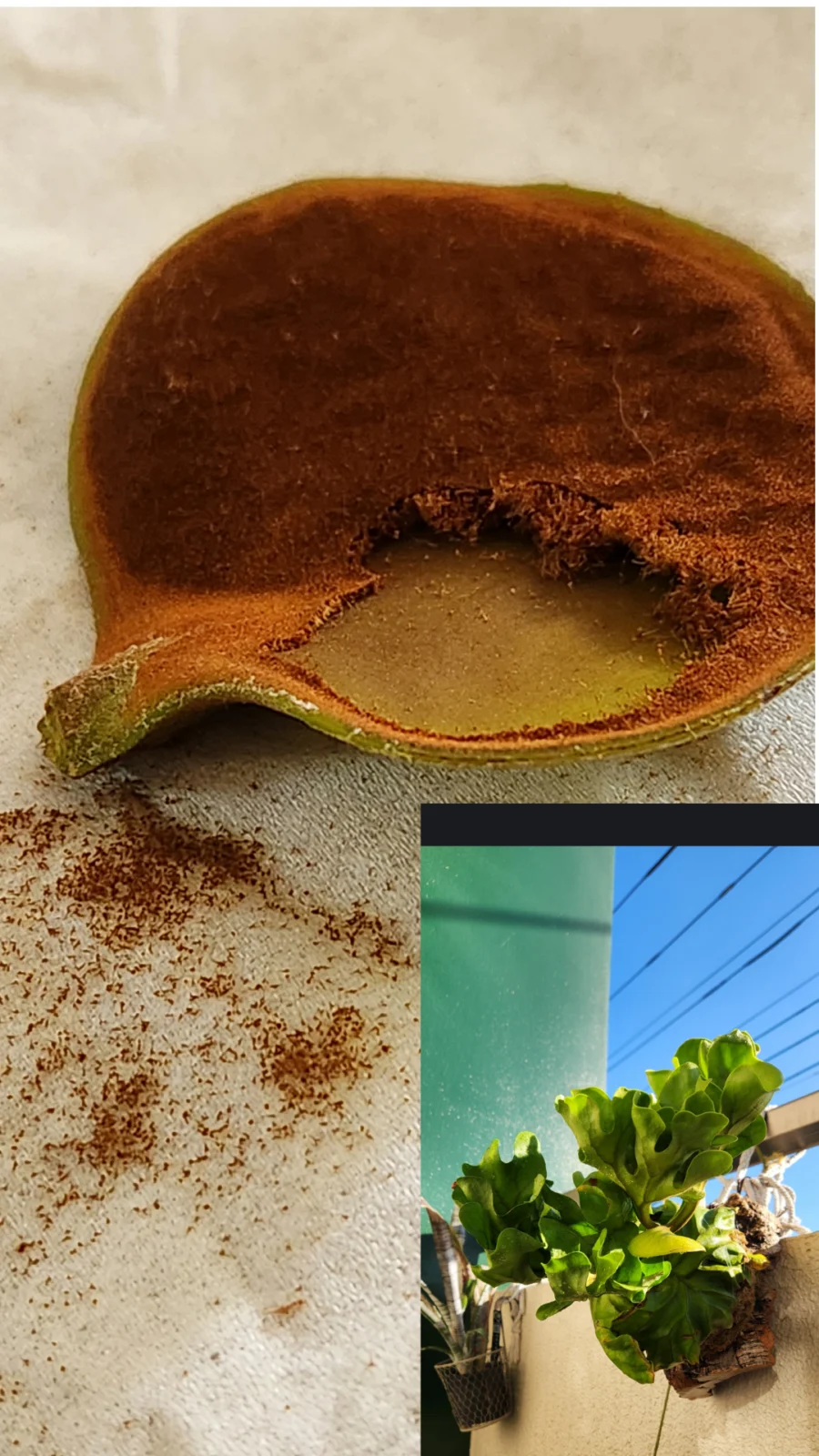 ビカクシダ　リドレイドワーフ　胞子