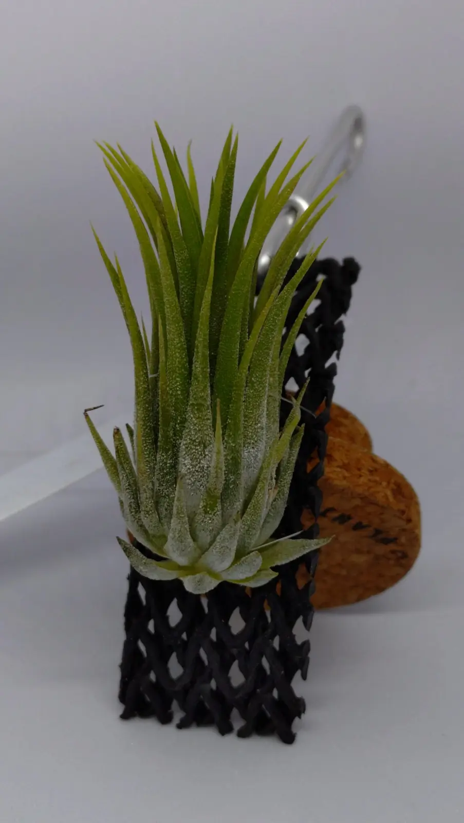 ティランジア　イオナンタ　