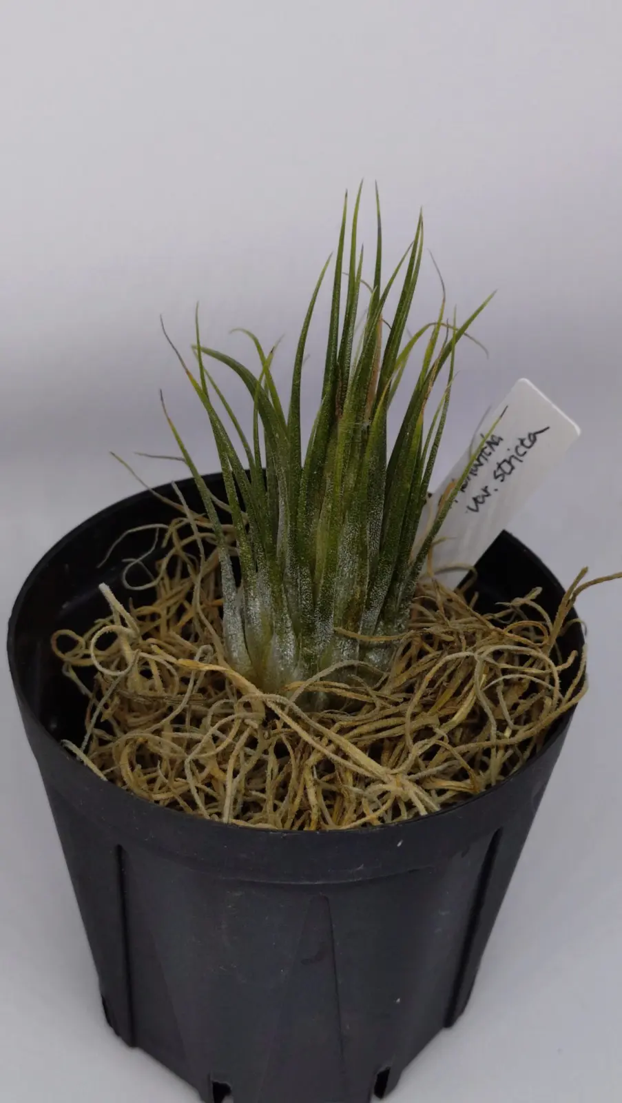 ティランジア　イオナンタ　ストリクタ