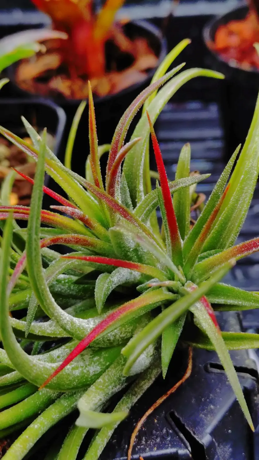 ティランジア　イオナンタ　マルディグラ