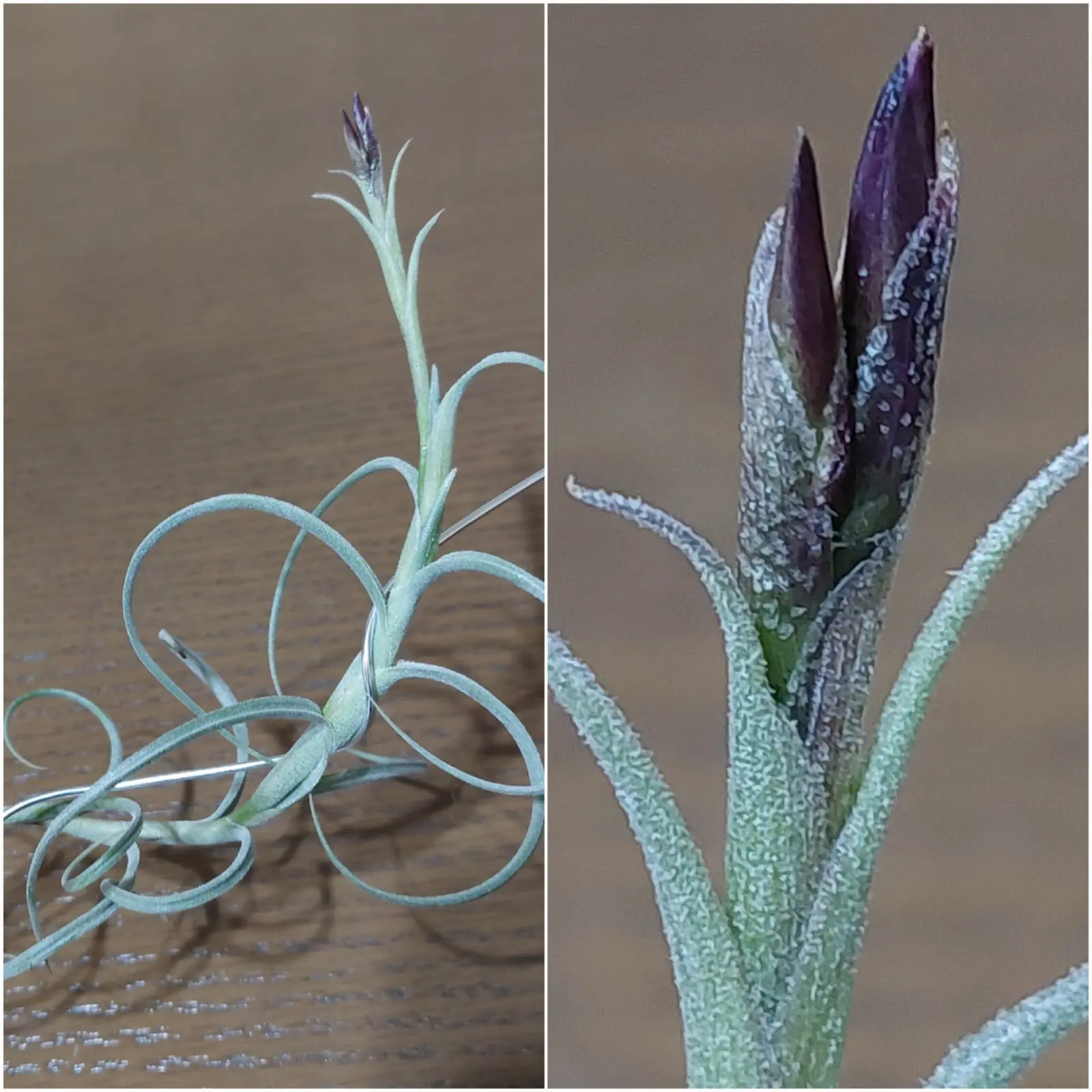 ティランジア　ドゥラティとクロカータ交配で買ったヤーツ