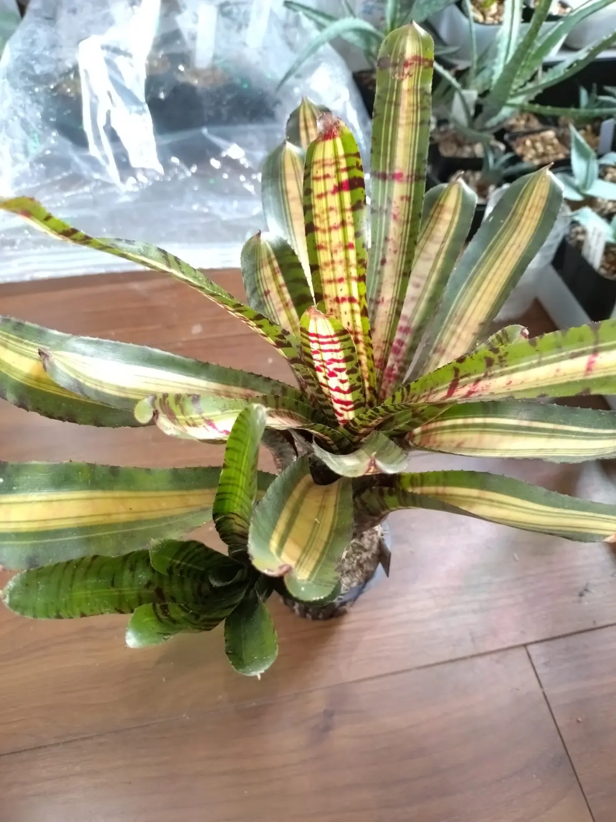 ネオレゲリア　クレイジーラビット　子株の斑抜け