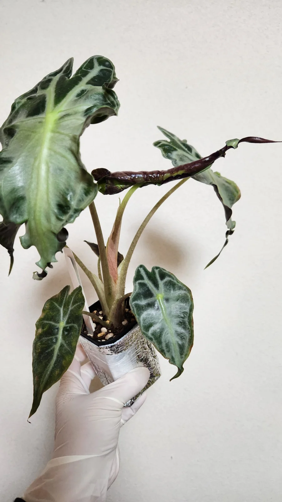 アロカシア ヴェノム ドリル