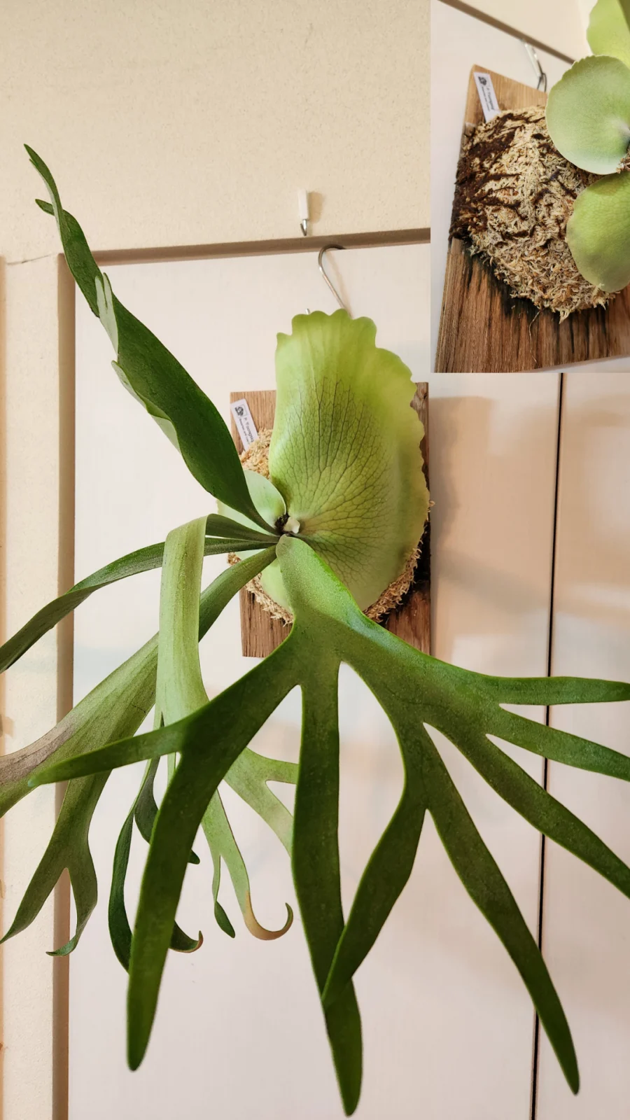 ビカクシダ　フーンシキ