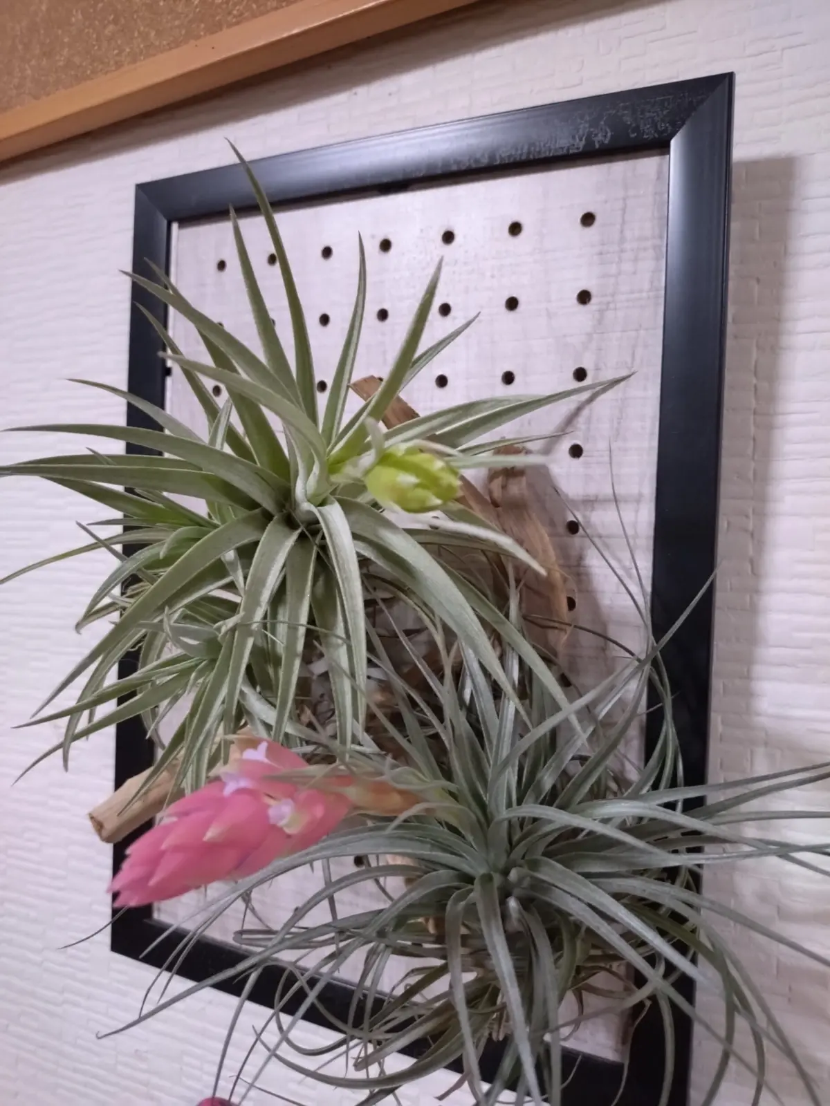 ティランジア　札落ち　開花