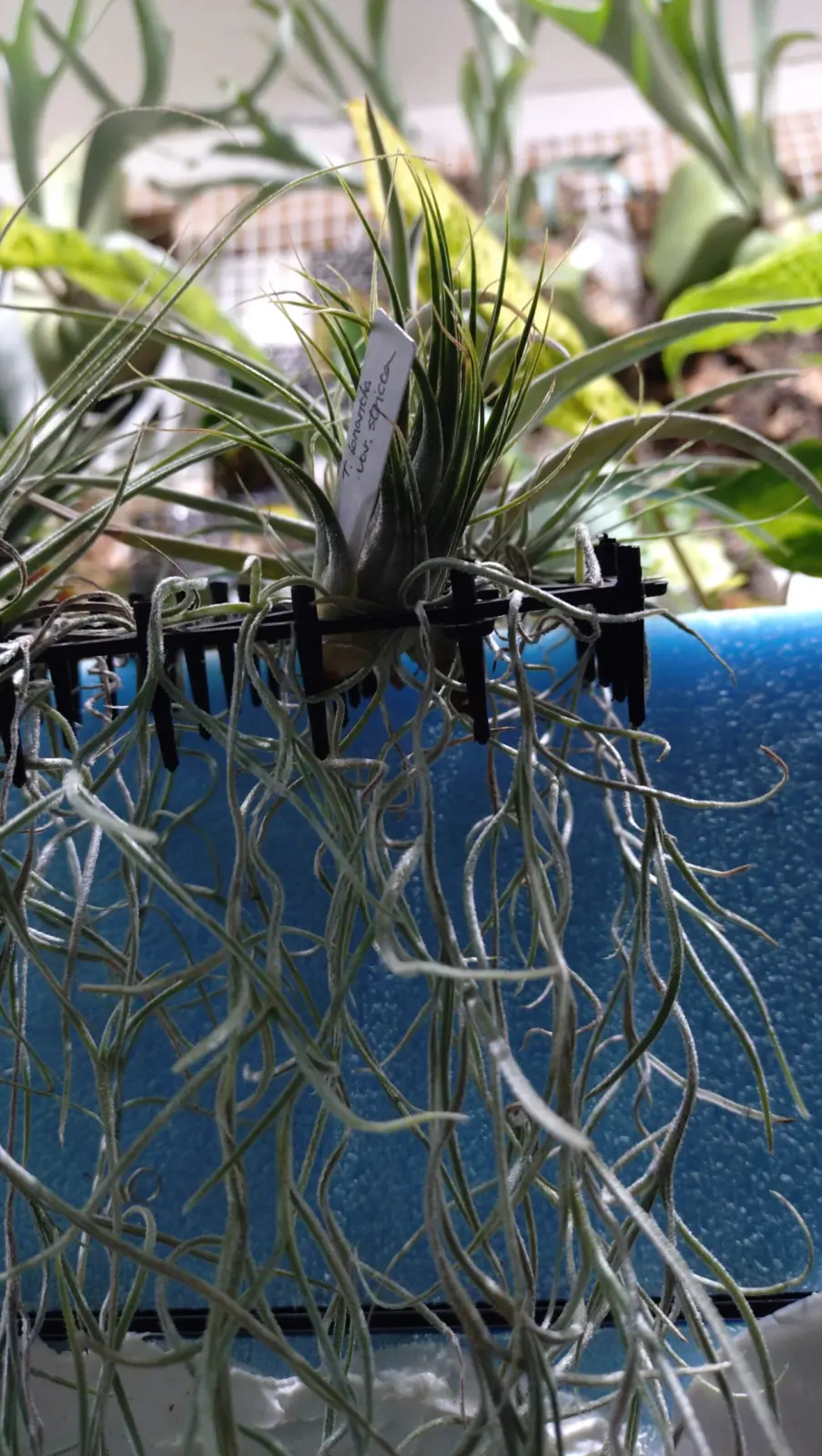 ティランジア　イオナンタ　ストリクタ