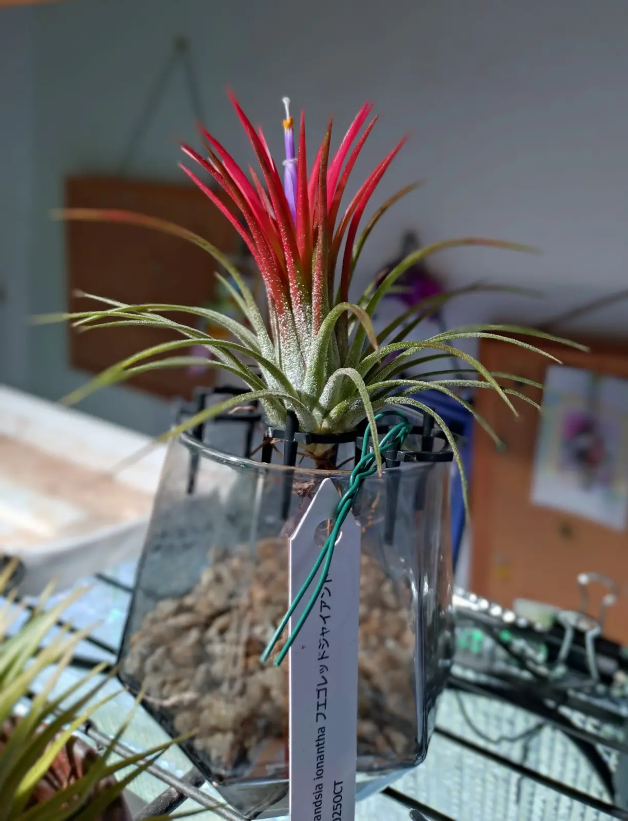 ティランジア　イオナンタ　フエゴ　レッドジャイアント