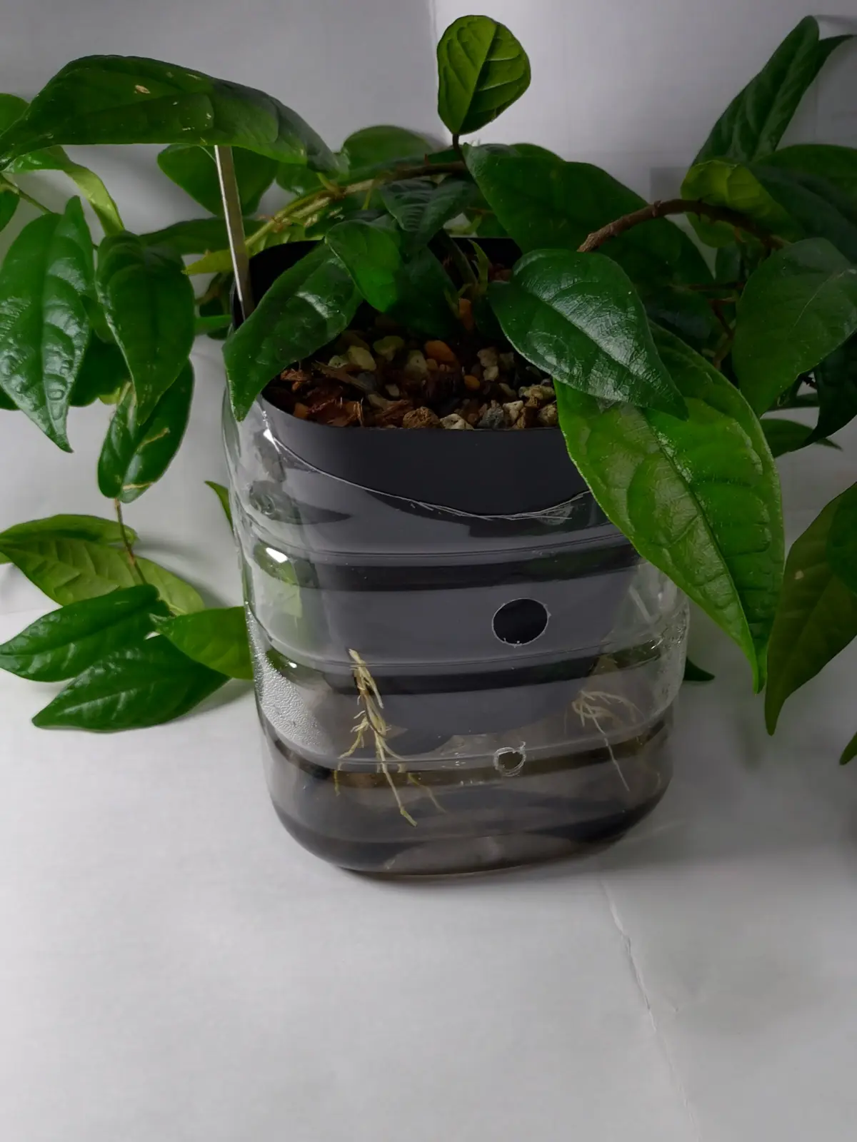 フィカス　ラディカンス　グリーン