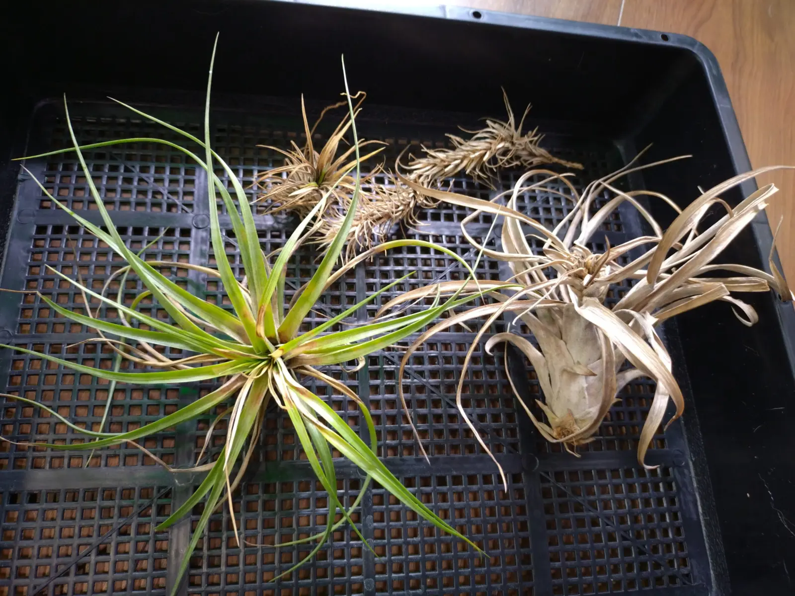 ティランジア 札落ち 耐寒試験 その後