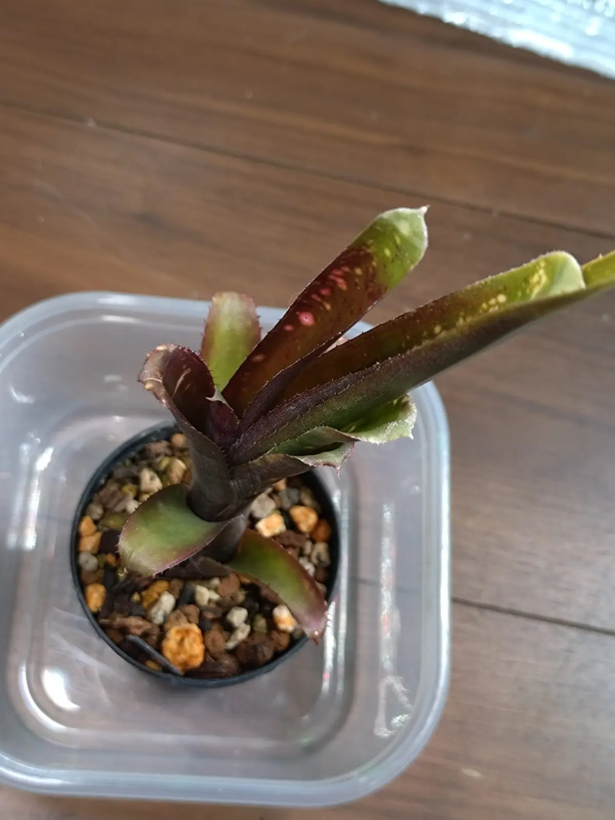 ビルベルギア コーランマジック