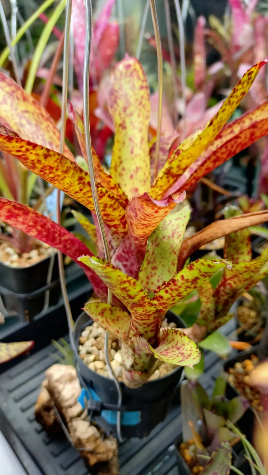 ネオレゲリア　オーストラリアンペッパー