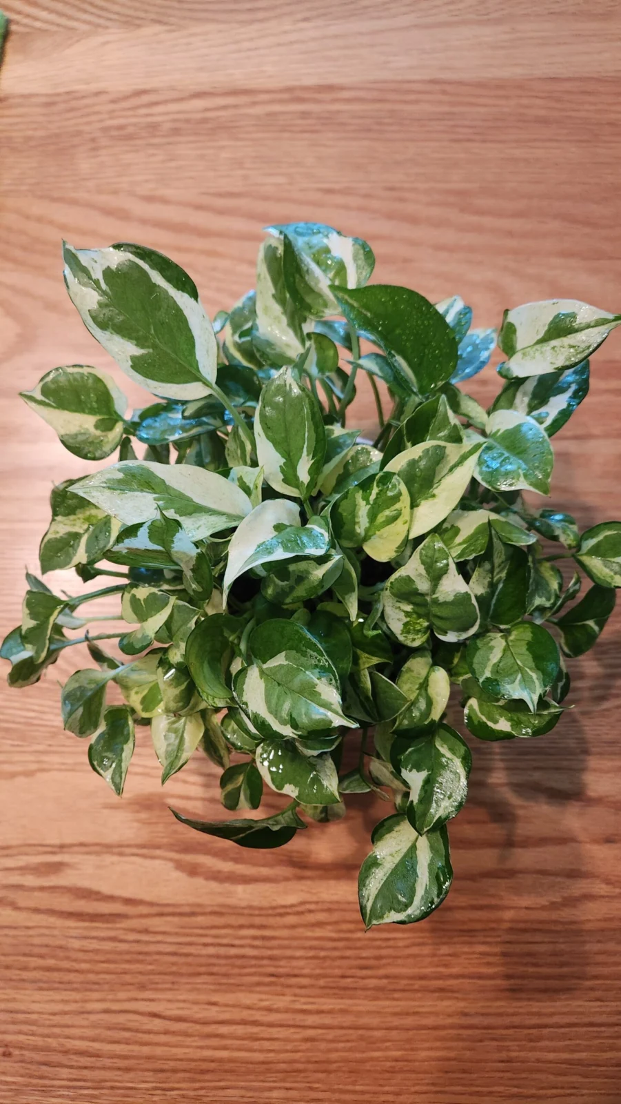 ポトス エンジョイ