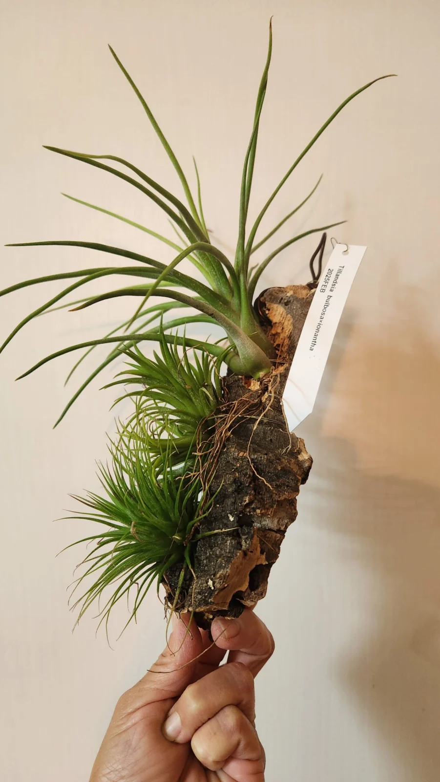 ティランジア　イオナンタ×ブルボーサ