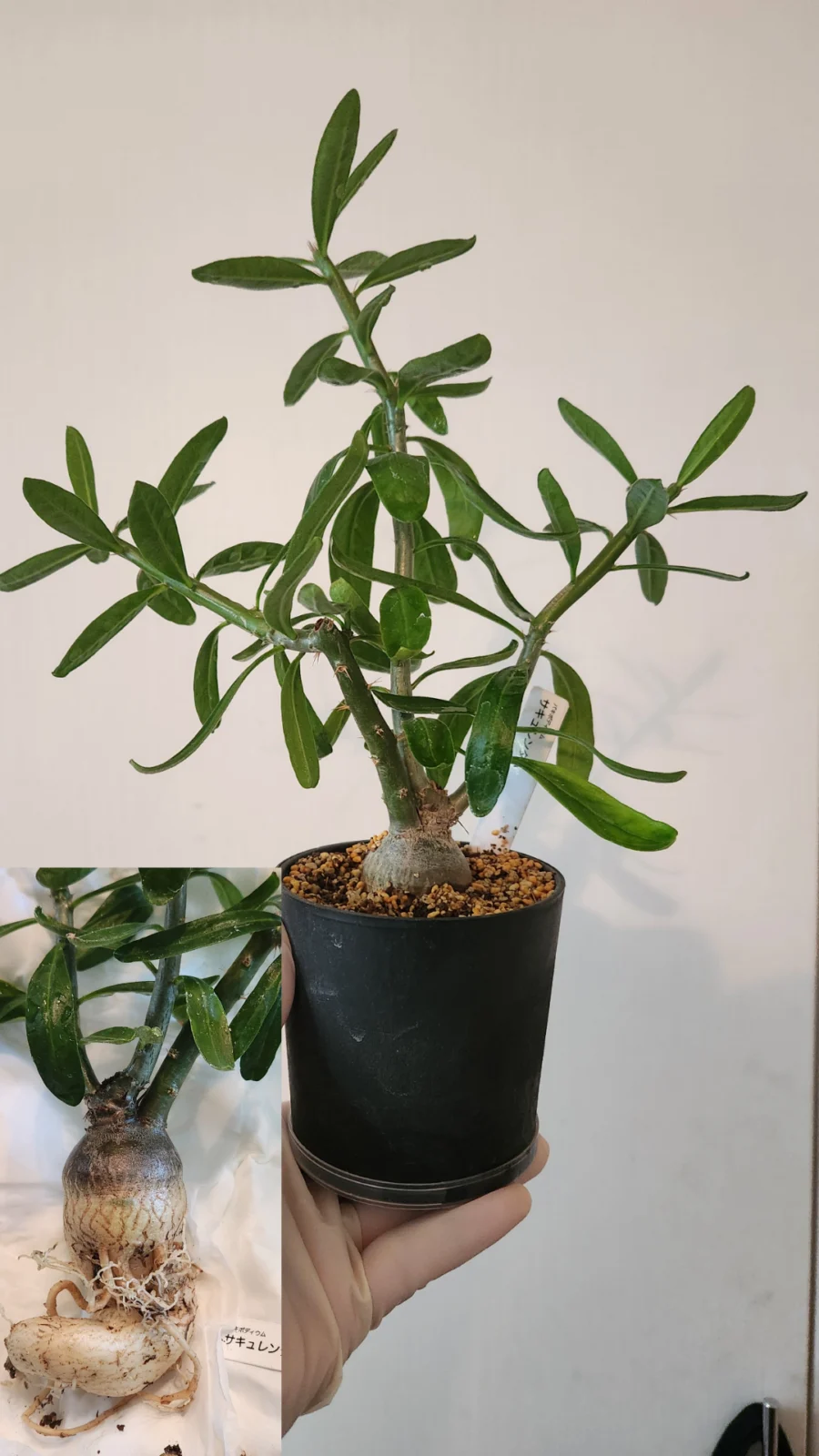 パキポディウム　サキュレンタム(実生)