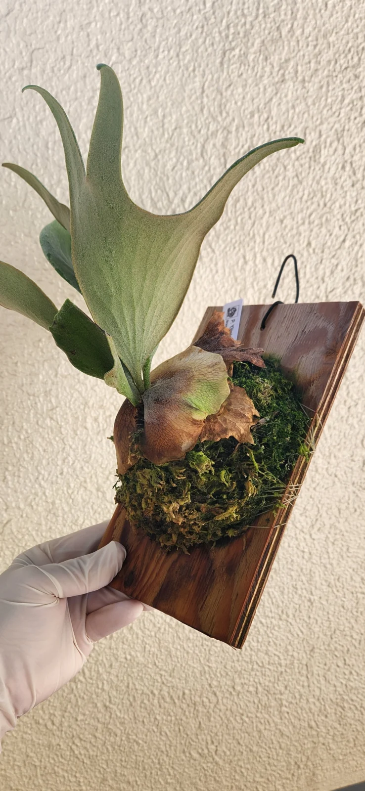 ビカクシダ ギンカ Spore株