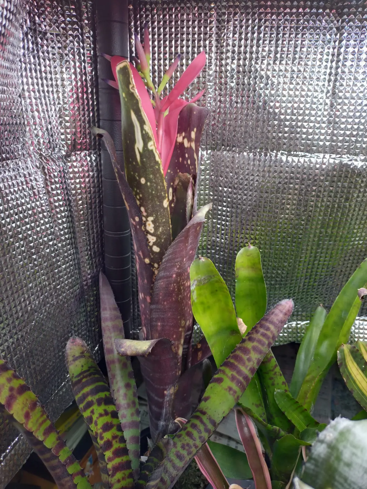 ビルベルギア ミッドナイトサン 花芽