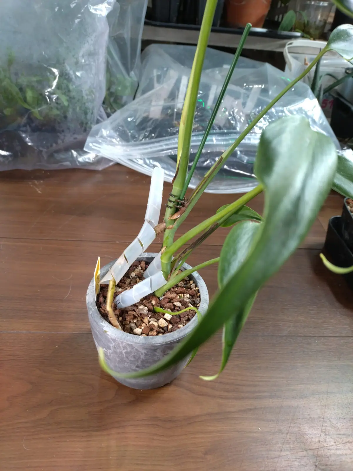 モンステラ バールマルクスフレーム パルテノン