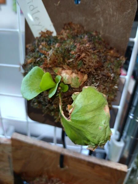 ビカクシダ　リドレイ　胞子培養