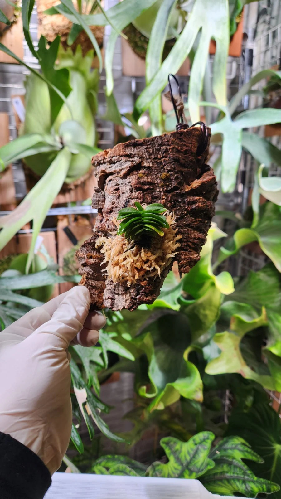 洋らん　ショエノルキス　フラグランス