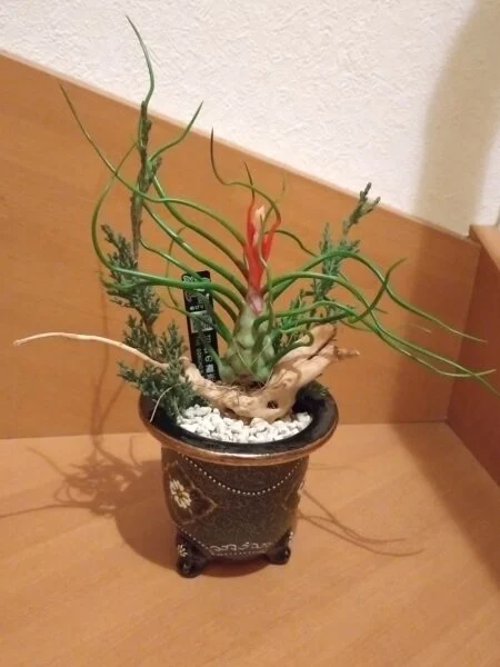 ティランジア ブルボーサ カグラ