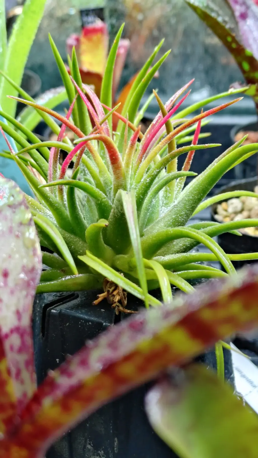 ティランジア　イオナンタ　マルディグラ