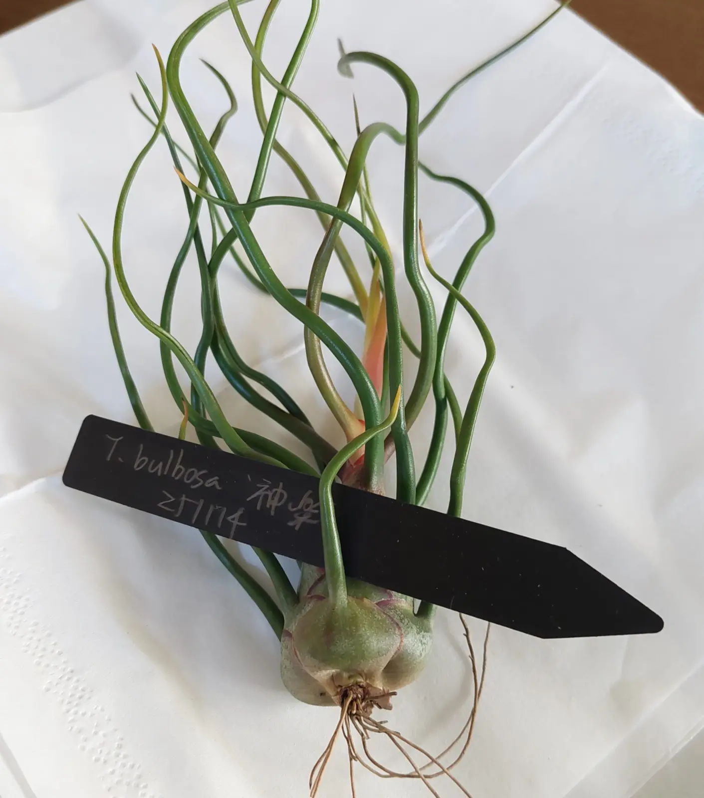 ティランジア　ブルボーサ　神楽