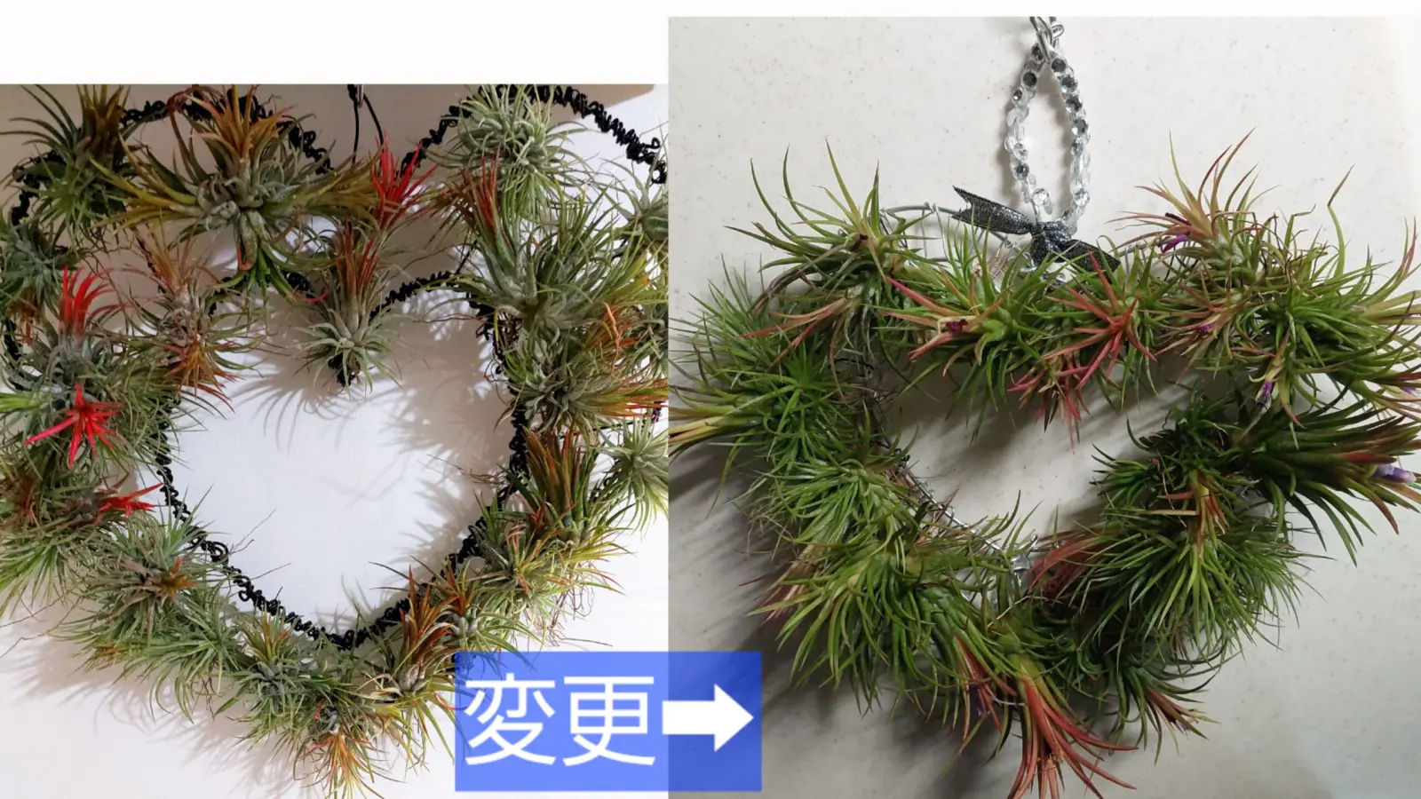 ティランジア　イオナンタ　フエゴ