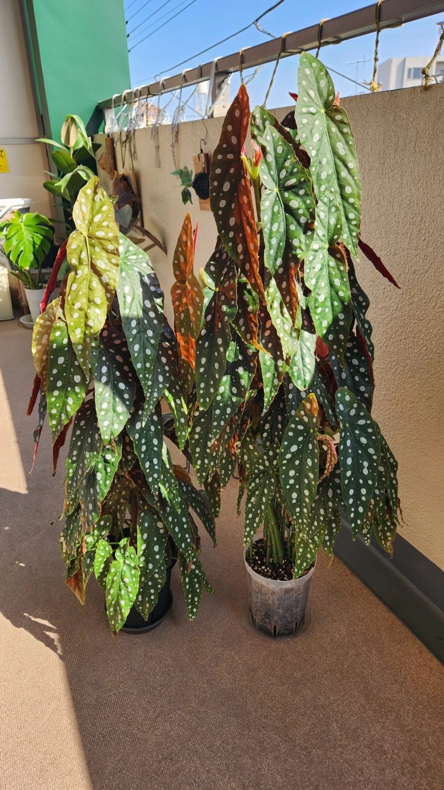 ベゴニア　マクラータ