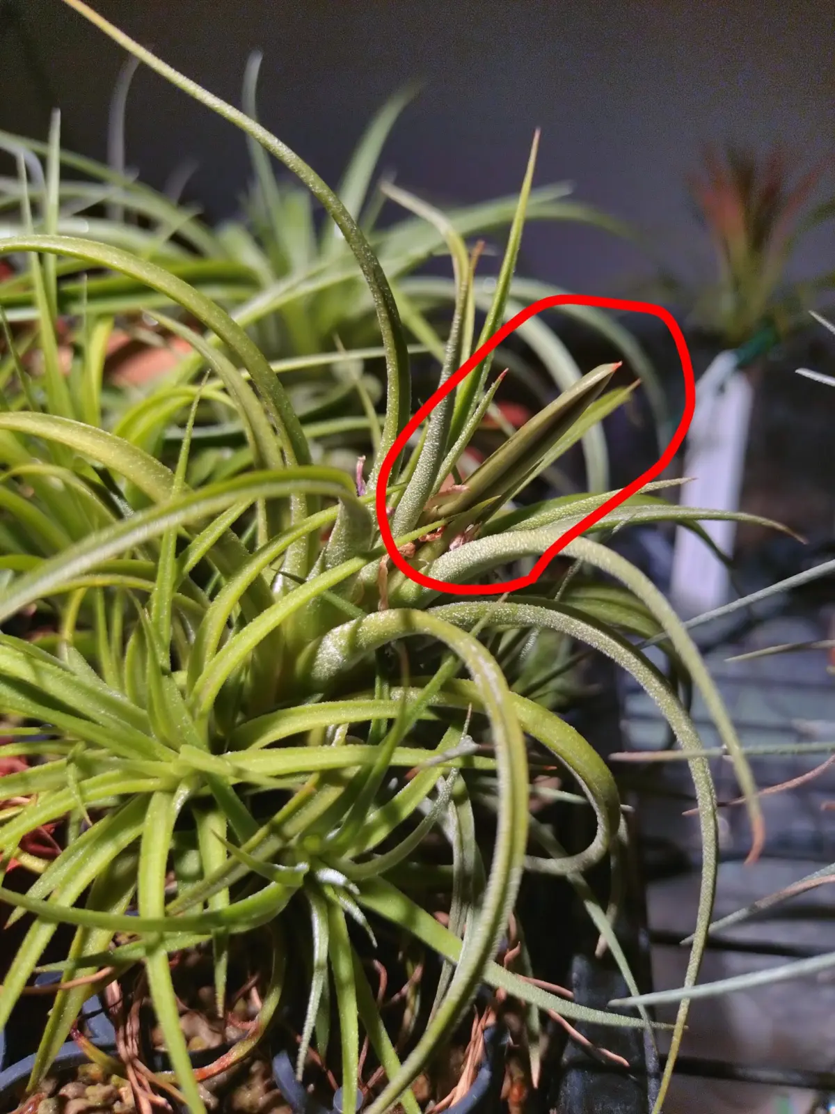 ティランジア　イオナンタ　シードポット