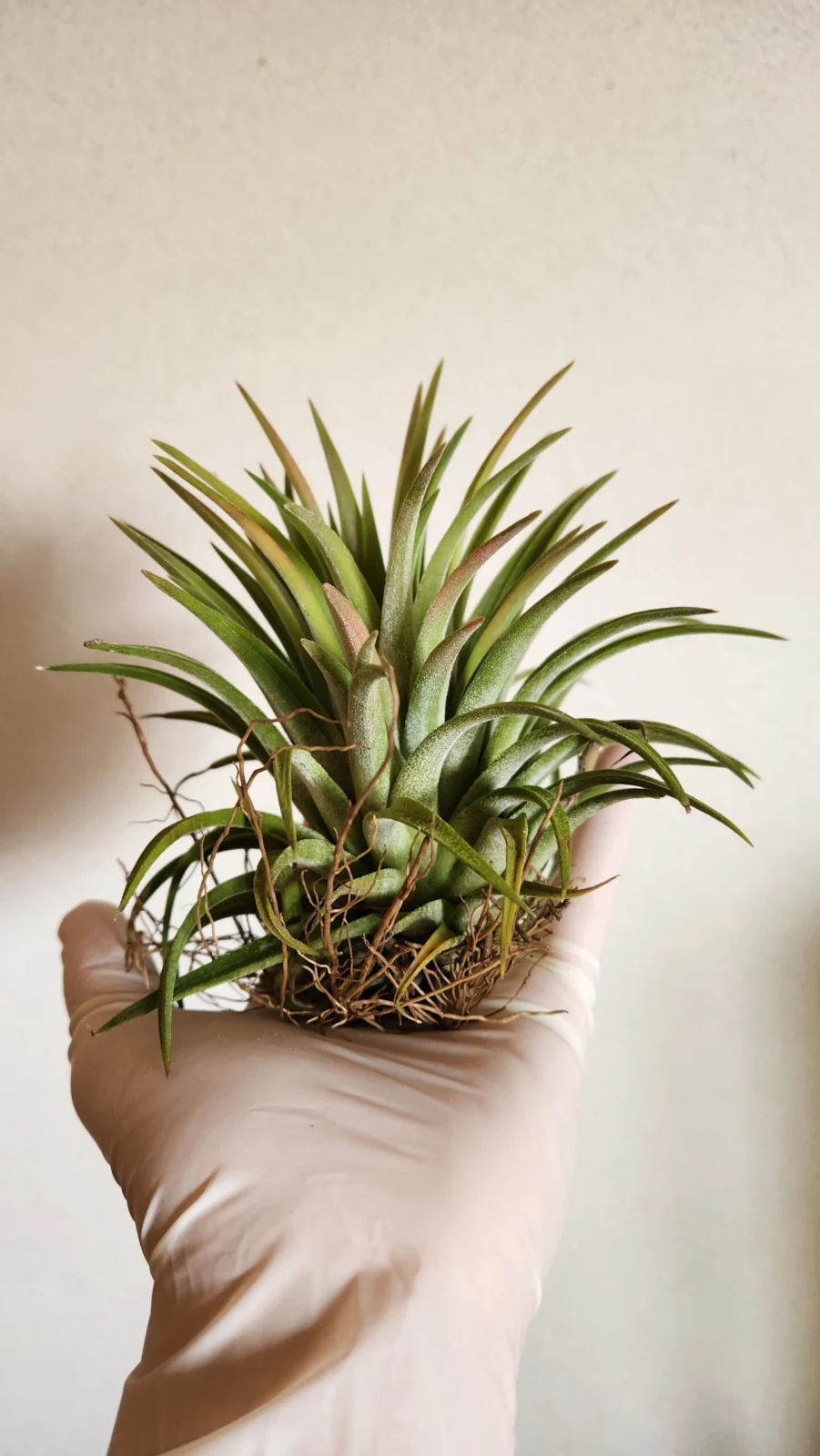 ティランジア　イオナンタ