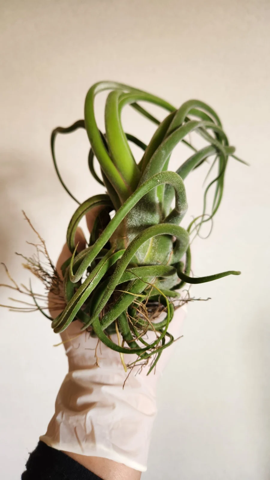 ティランジア　セレリアナ