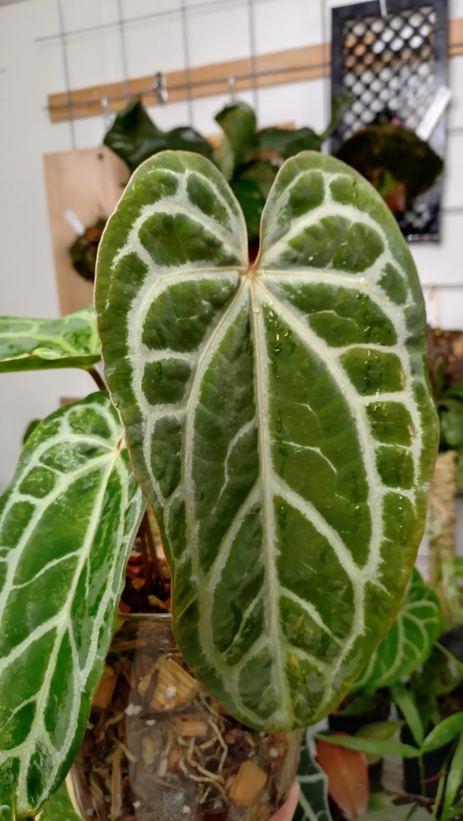 アンスリウム　クリスタリナム　セルビーズ　シルバー