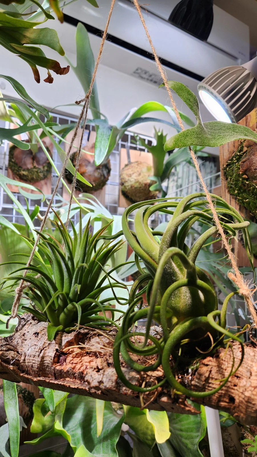 ティランジア　イオナンタとセレリアナ