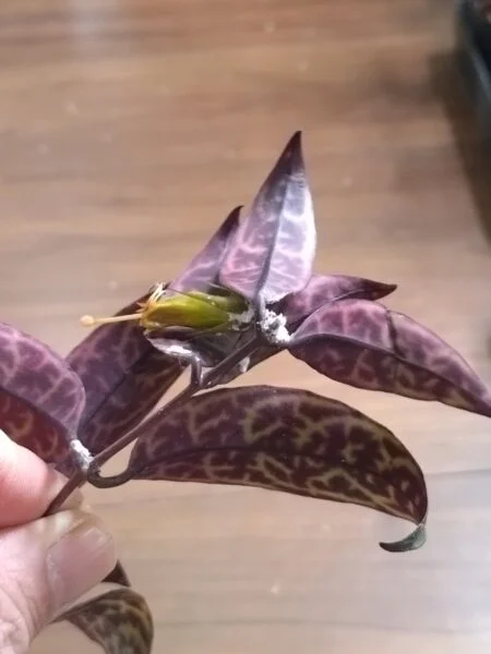 エスキナンサス　マルモラタス　害虫