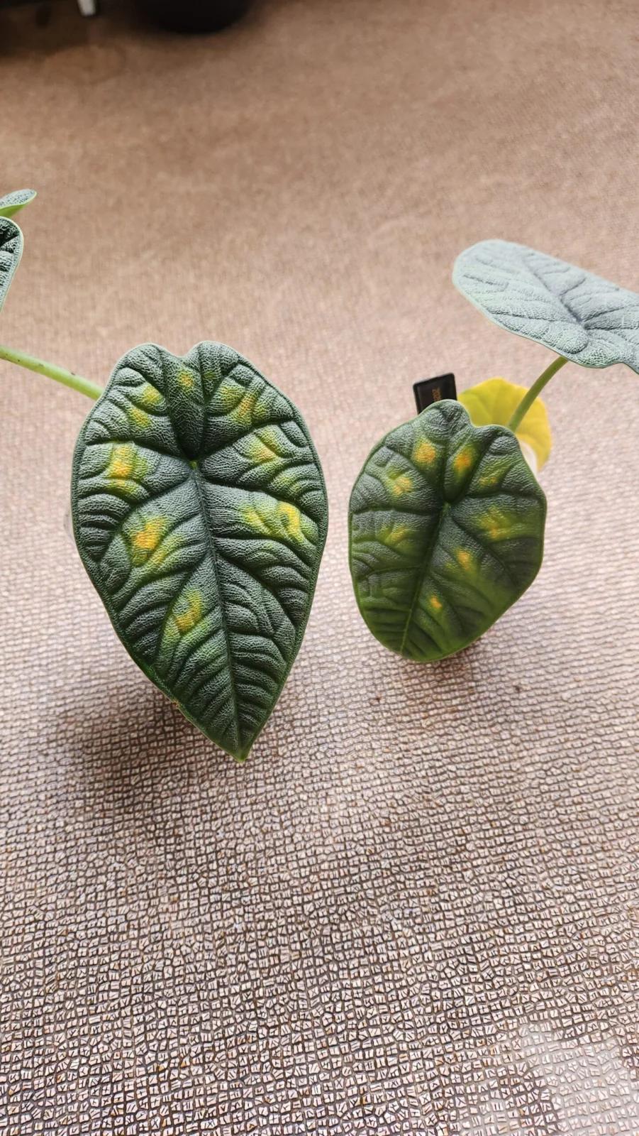 アロカシア　メロ