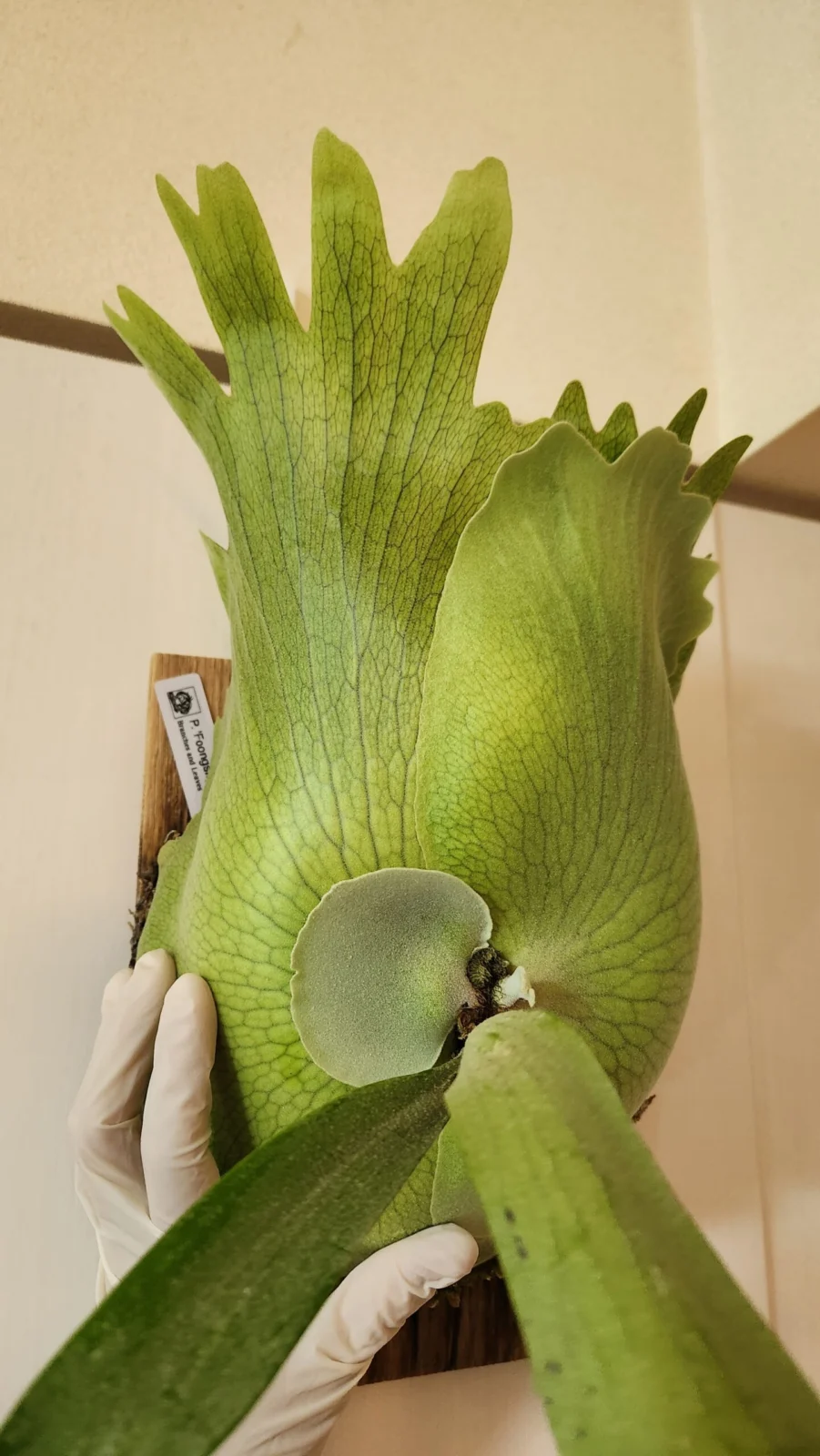 ビカクシダ　フーンシキ