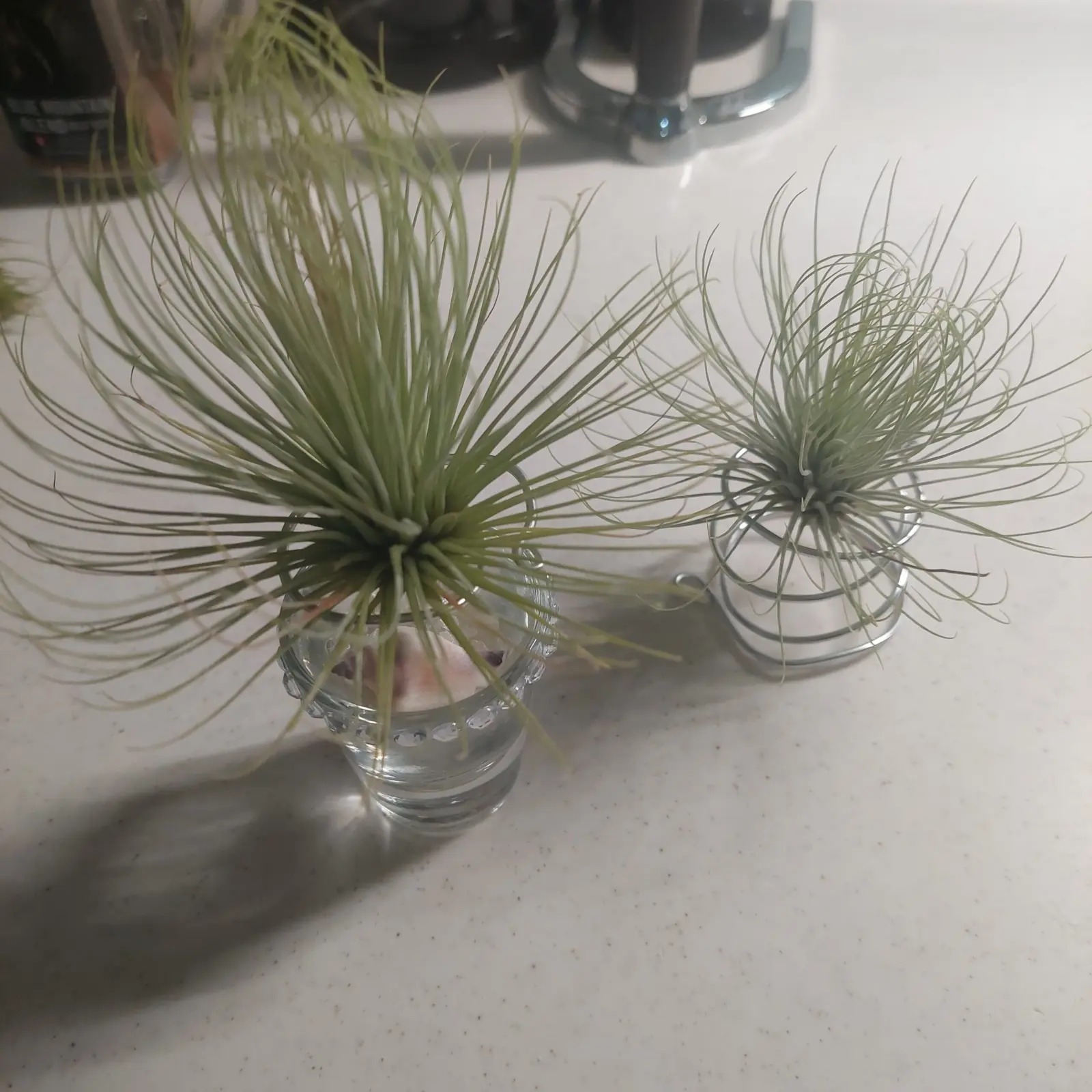 ティランジア　アンドレアナ