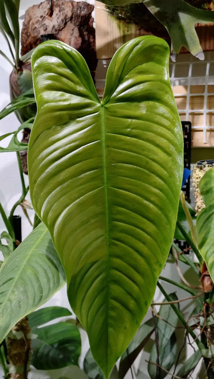 フィロデンドロン　テヌー