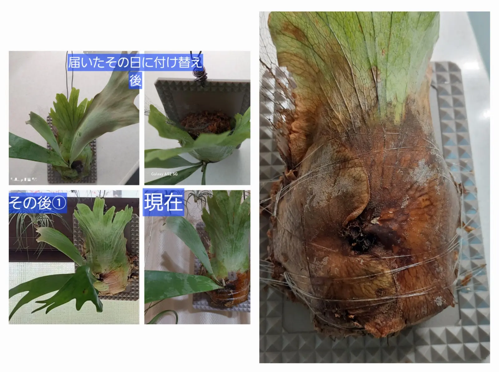 ビカクシダ　でっかいガチャ