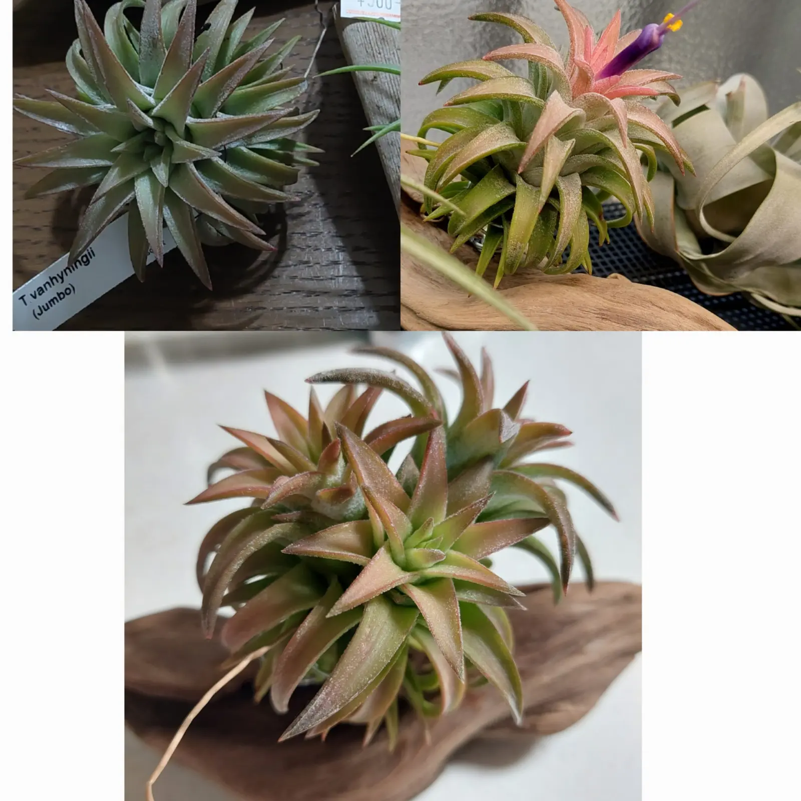 ティランジア　バンハイニンギージャンボ