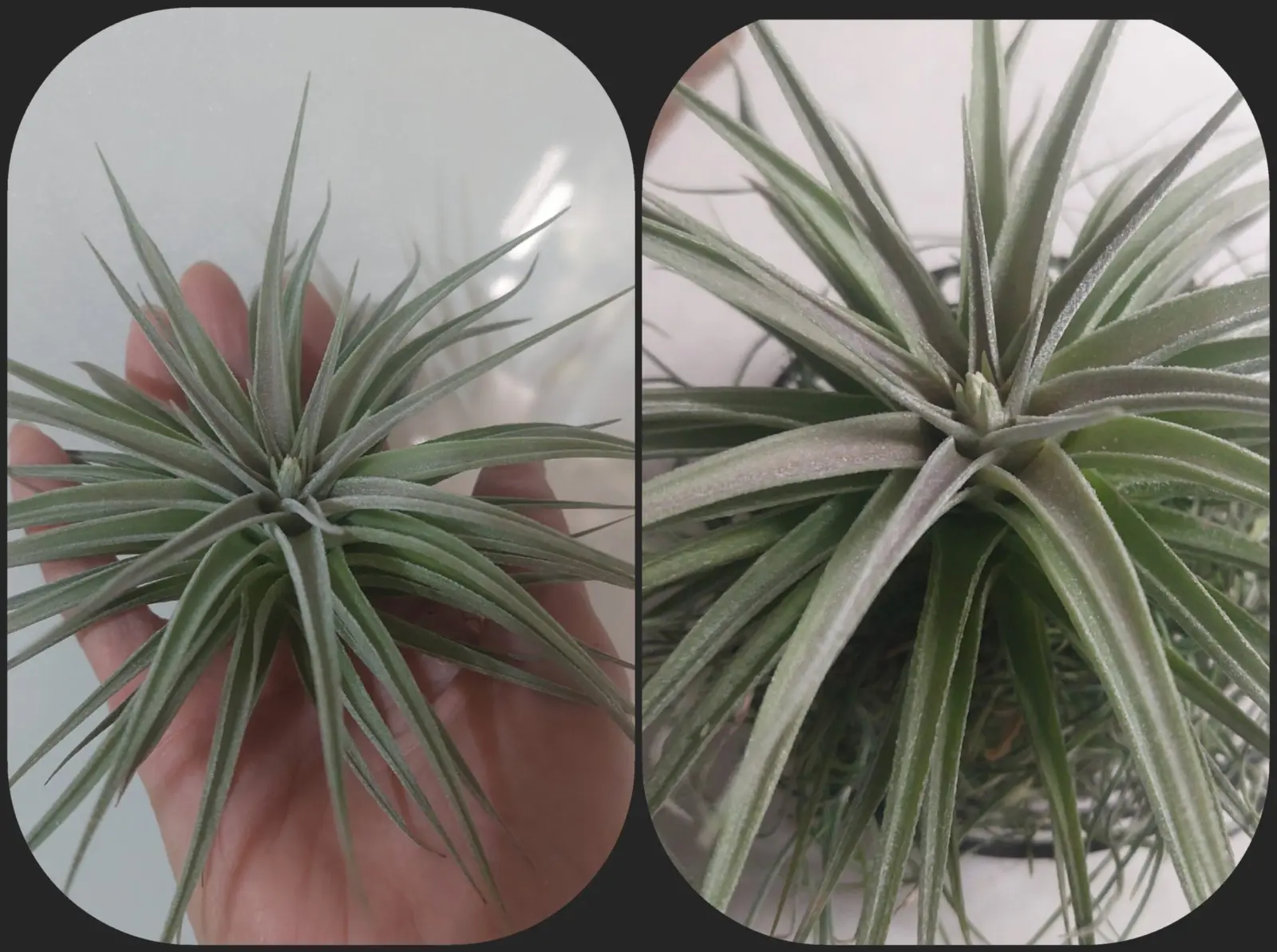 ティランジア　ディディスティカ