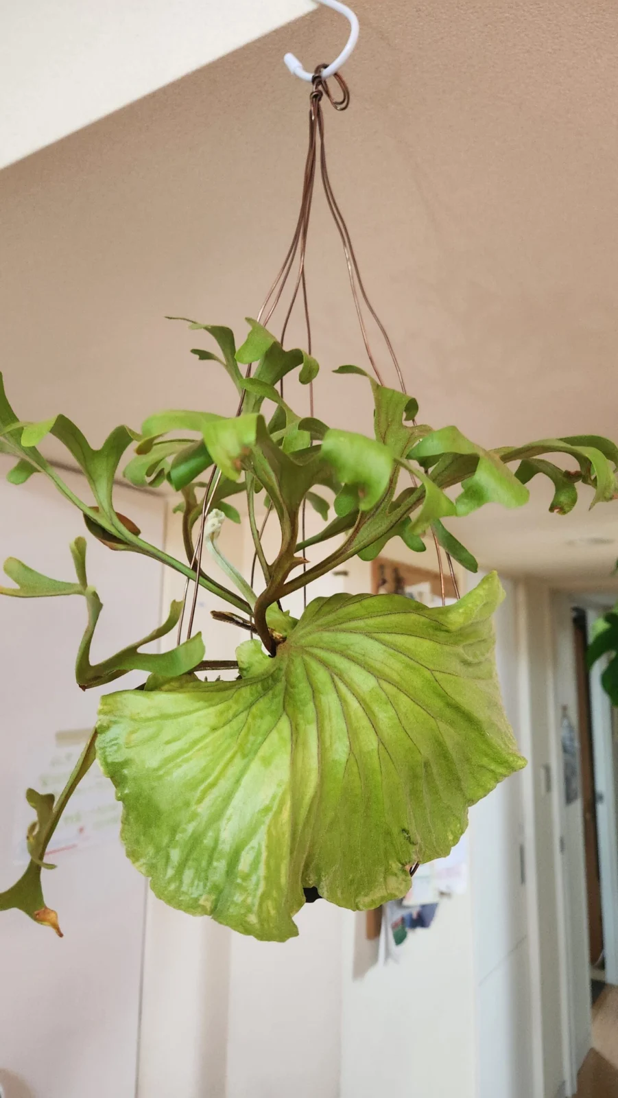 ビカクシダ リドレイ細葉