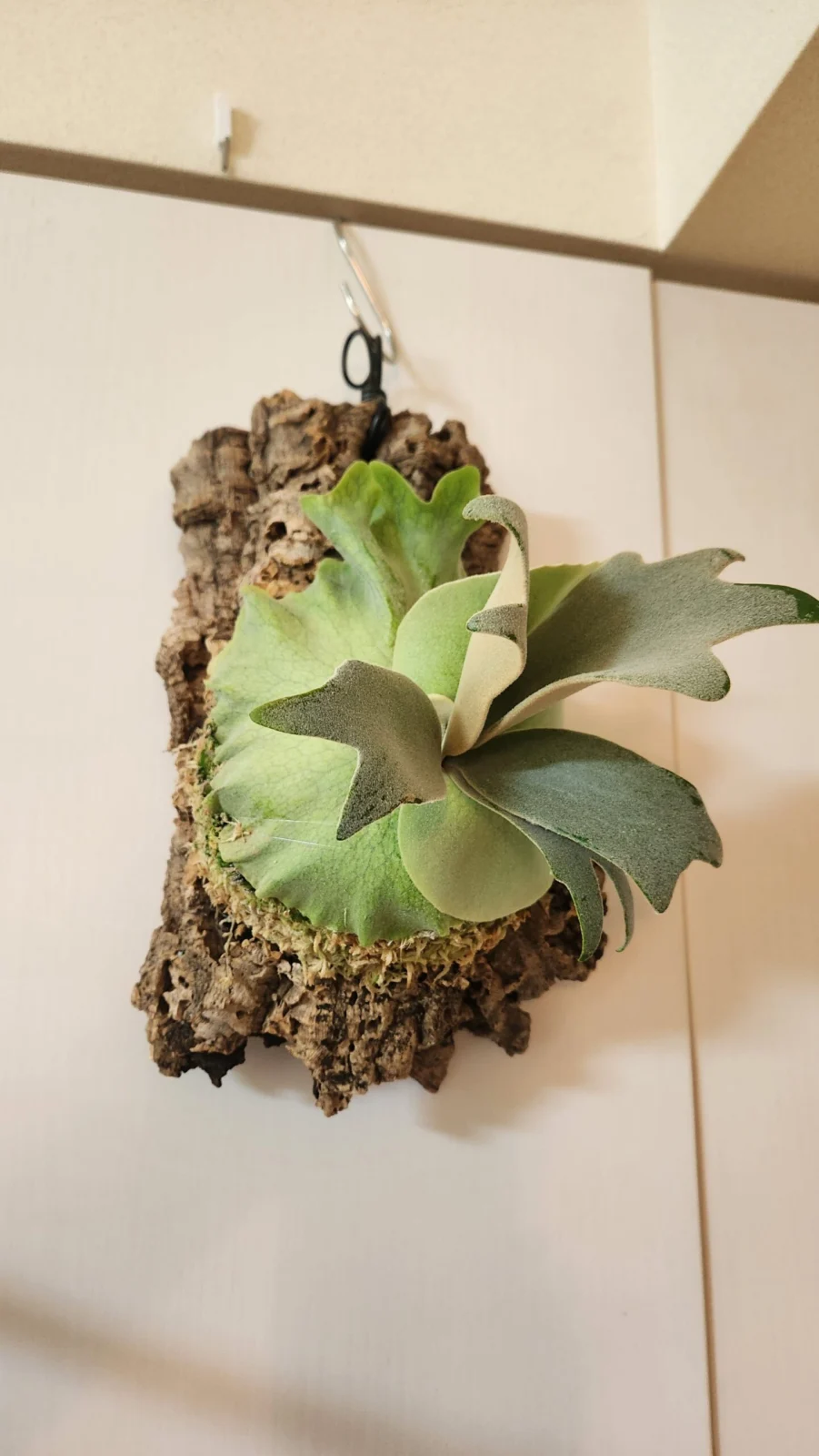 ビカクシダ　コットンクラウド