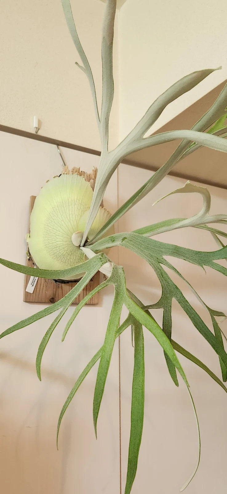 ビカクシダ モンキーノース