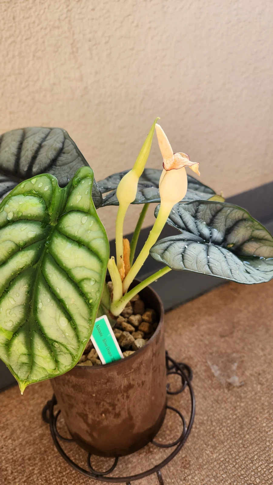 アロカシア　シルバードラゴン