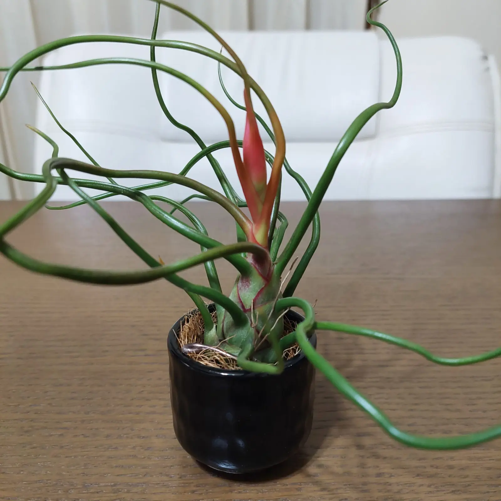 ティランジア　ブルボーサ　神楽